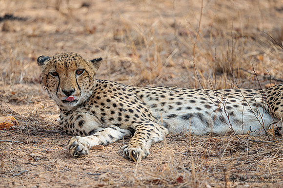 Cheetah