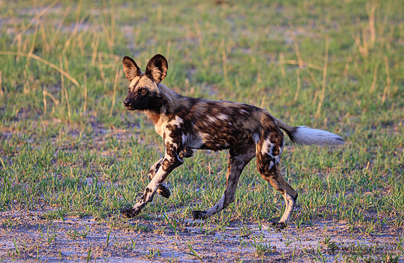 African Wild Dog