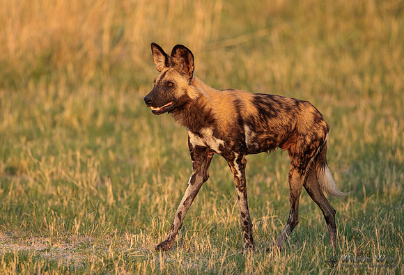 African Wild Dog
