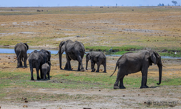 Elephant