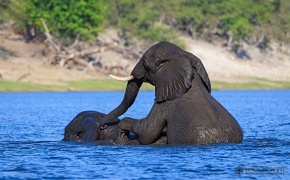 Elephant