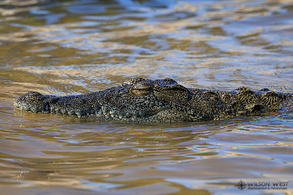 Crocodile