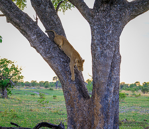 Lion