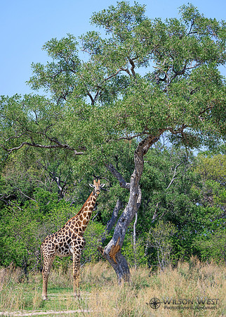 Giraffe