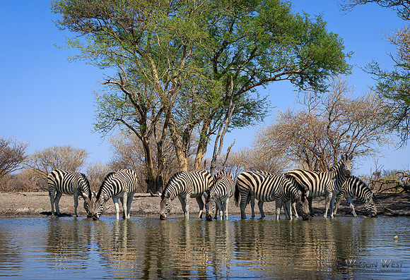 Burchell's Zebra