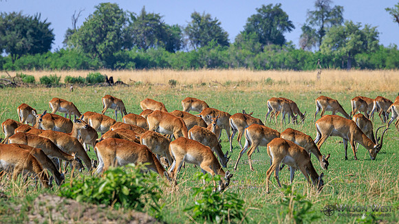 Red Lechwe