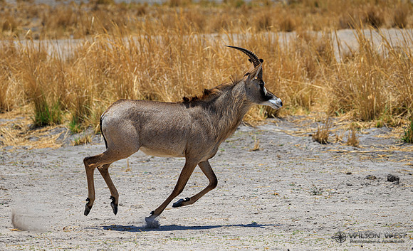 Roan Antelope