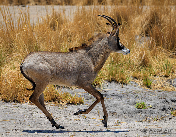 Roan Antelope
