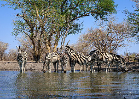Burchell's Zebra