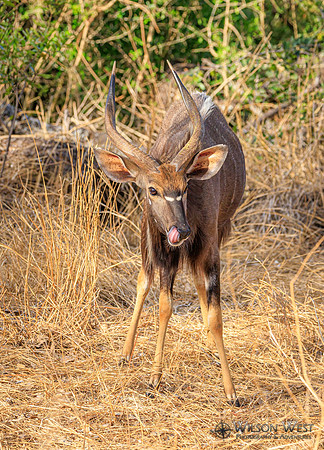 Nyala