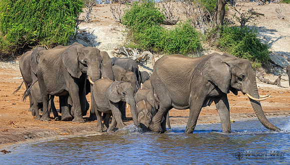 Elephant