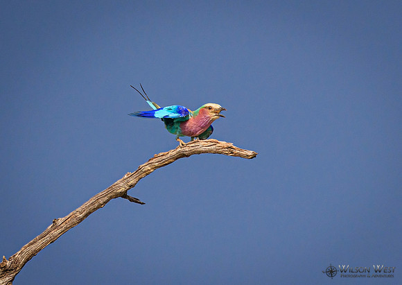 Lilac-breasted Roller