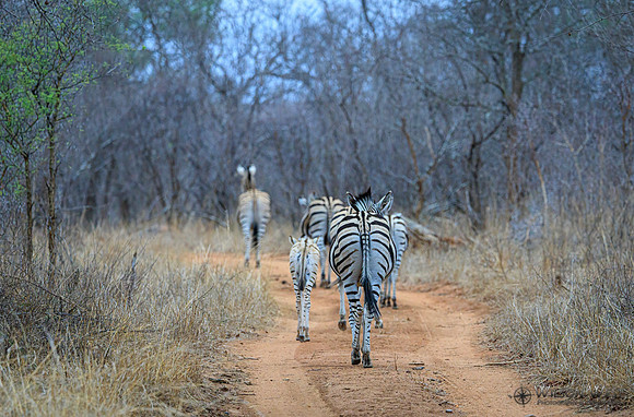Burchell's Zebra