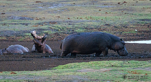 Hippopotamus