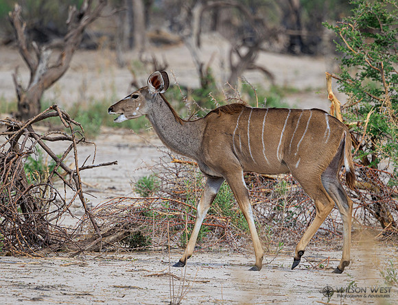 Greater Kudu