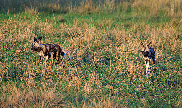 African Wild Dog