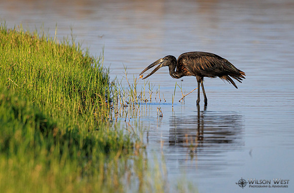 Openbill Stork