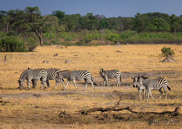 Burchell's Zebra