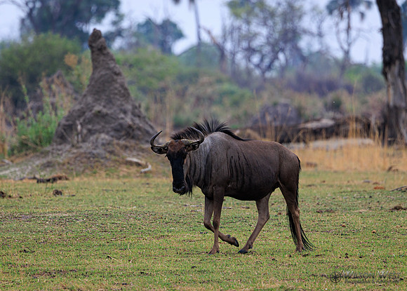 Blue Wildebeest
