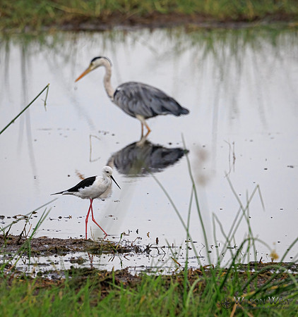 Black-winged Stilt, Gray Heron