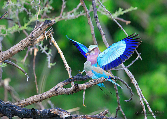 Lilac-breasted Roller