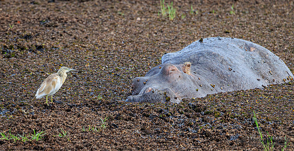 Hippopotamus, Squacco Heron