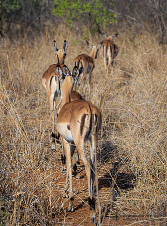 Impala