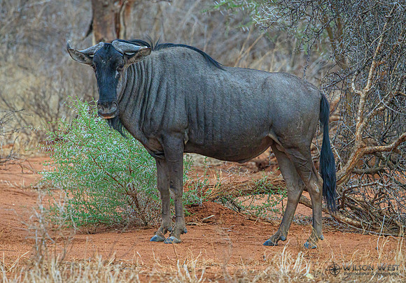 Blue Wildebeest