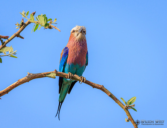 Lilac-breasted Roller