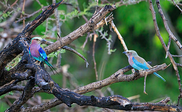 Lilac-breasted Roller