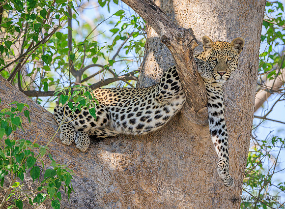Leopard