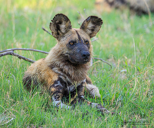 African Wild Dog