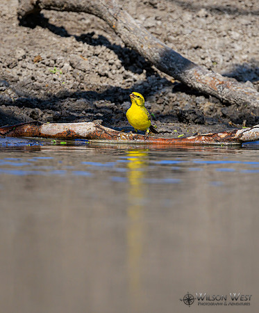 Yellow Canary
