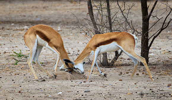 Springbok