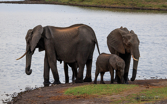 Elephant