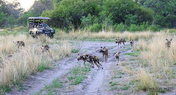 African Wild Dog