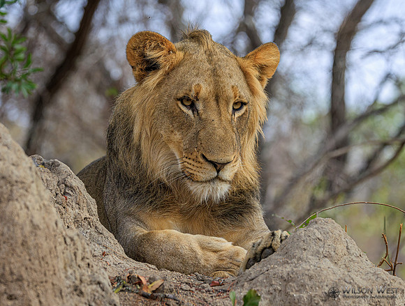 Lion