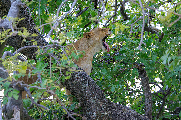Lion