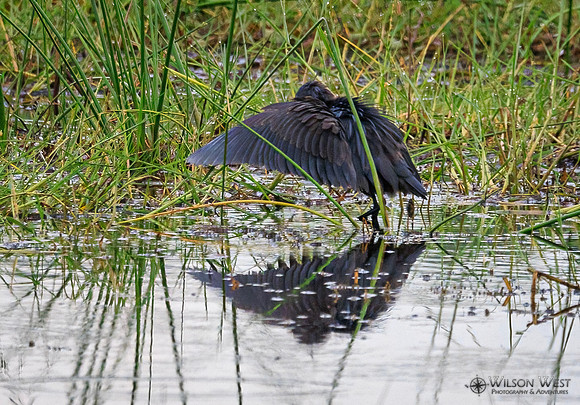 Black Heron