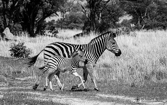 Burchell's Zebra