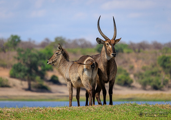 Common Waterbuck