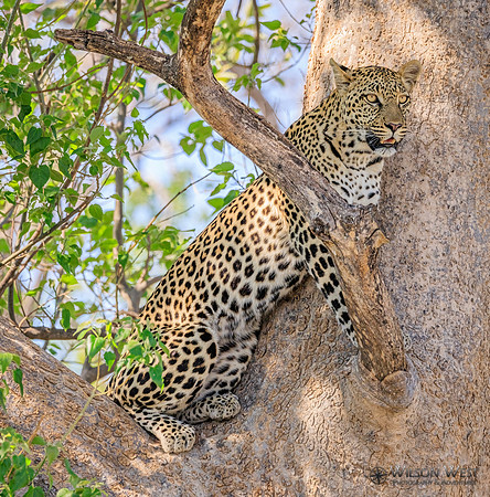 Leopard
