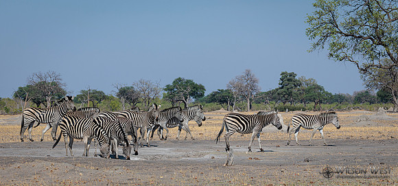 Burchell's Zebra