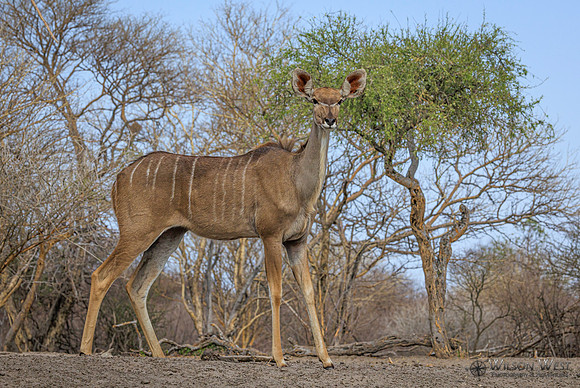 Greater Kudu