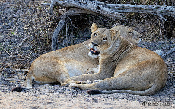 Lion