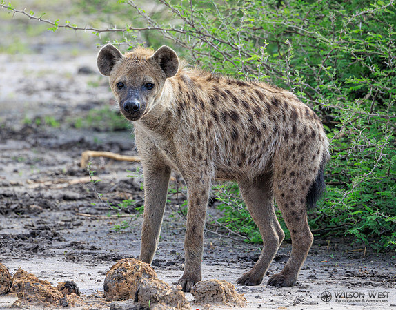 Spotted Hyena