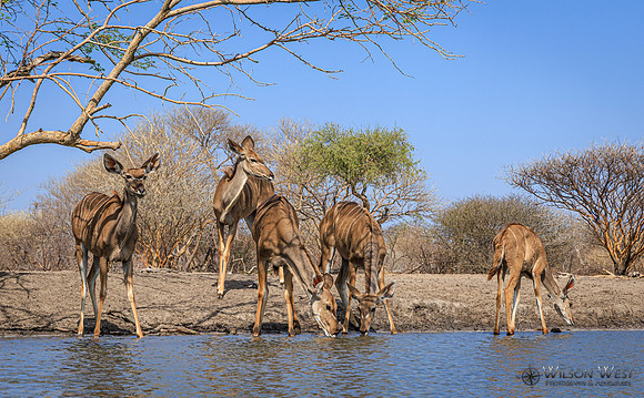 Greater Kudu
