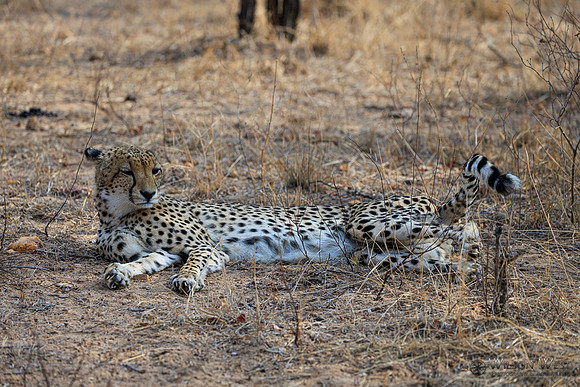 Cheetah