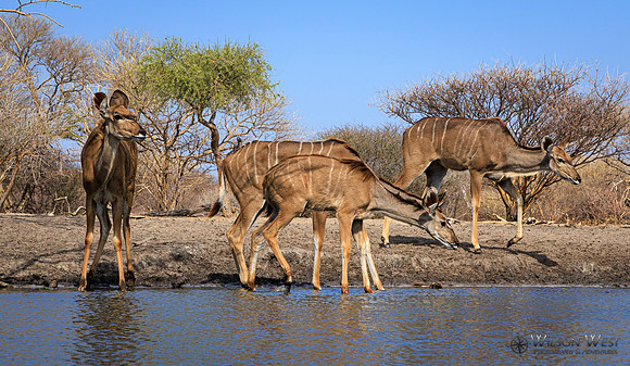 Greater Kudu