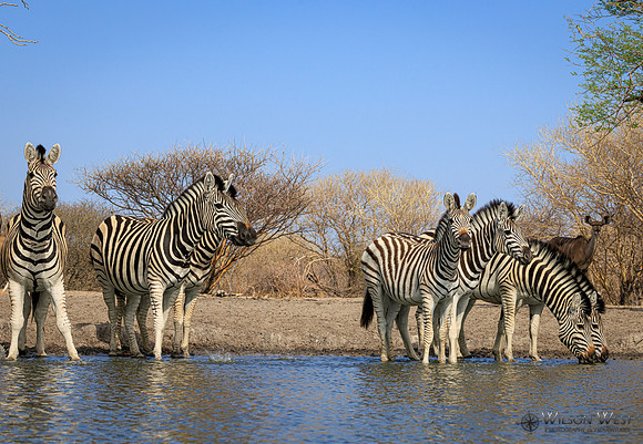 Burchell's Zebra